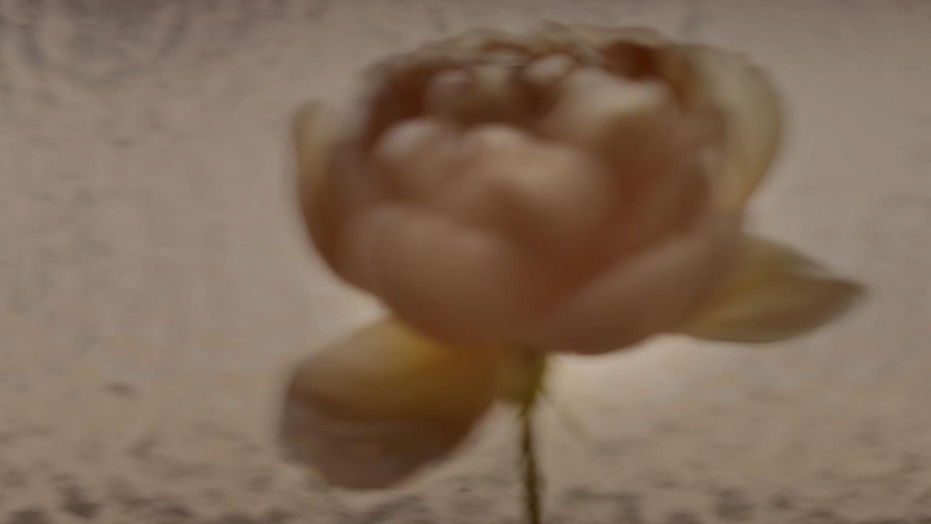 Abstract moving image of light and shadow passing over a rose.